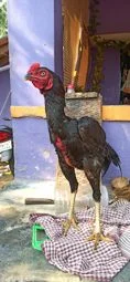 Image of: Aromee Pigeon Loft Pet Store in Vellakalparambu 5