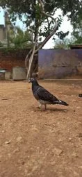 Image of: Aromee Pigeon Loft Pet Store in Vellakalparambu 6