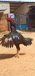 Image of: Aromee Pigeon Loft Pet Store in Vellakalparambu 7