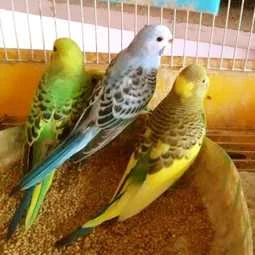 Image of: Rehoboth Love Birds Shop Pet Store in Pavoorchatram 2