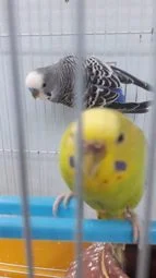 Image of: Rehoboth Love Birds Shop Pet Store in Pavoorchatram 3