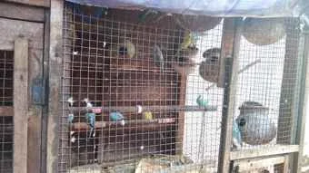 Image of: Rehoboth Love Birds Shop Pet Store in Pavoorchatram 4
