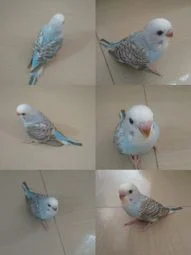 Image of: Rehoboth Love Birds Shop Pet Store in Pavoorchatram 5