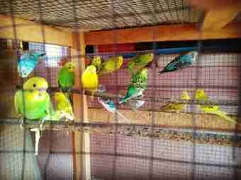 Image of: Rehoboth Love Birds Shop Pet Store in Pavoorchatram 6