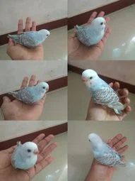 Image of: Rehoboth Love Birds Shop Pet Store in Pavoorchatram 7