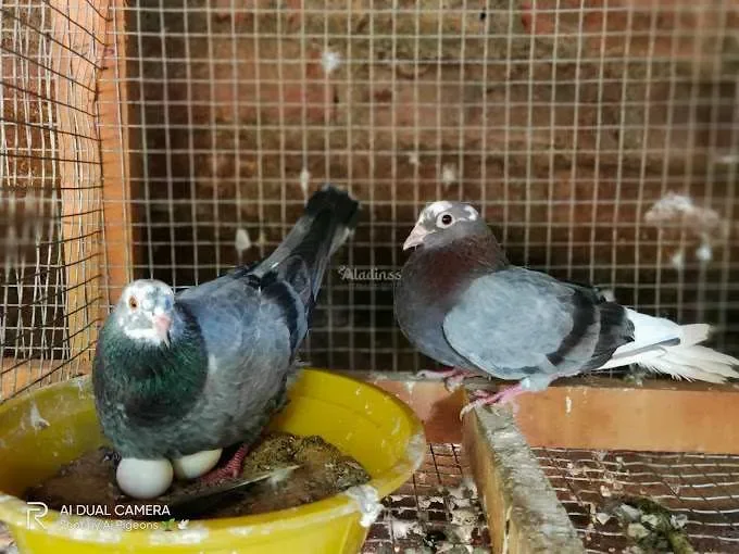 Image of: AJ Pigeons Nagercoil - Pigeon Farming & Sales