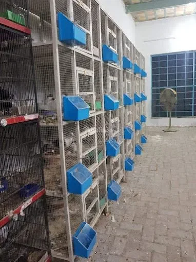 Image of: AJ Pigeons Nagercoil - Pigeon Farming & Sales 2