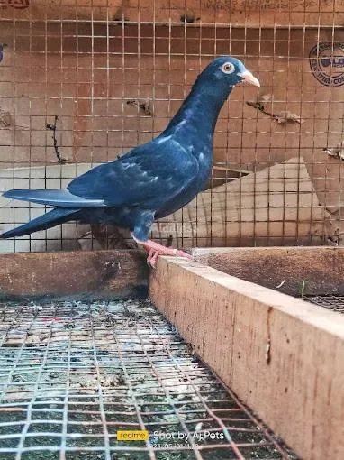 Image of: AJ Pigeons Nagercoil - Pigeon Farming & Sales 3