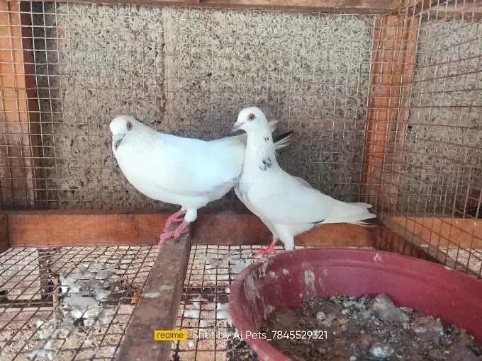 Image of: AJ Pigeons Nagercoil - Pigeon Farming & Sales 5