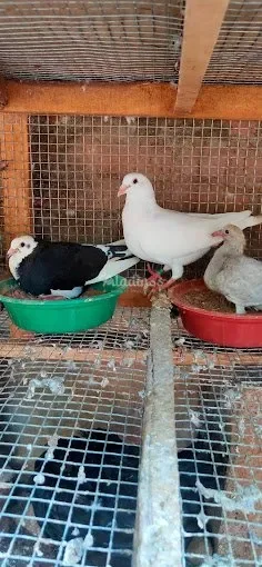 Image of: AJ Pigeons Nagercoil - Pigeon Farming & Sales 7