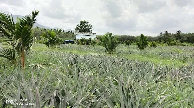 Image of: GOLDA PETROLEUM Thomiyarpuram Thadikkarankonam 5