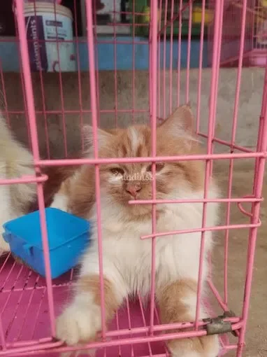Image of: Leo Pets – Trusted Pet Store in Kandanvilai 2