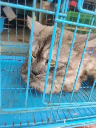 Image of: Leo Pets – Trusted Pet Store in Kandanvilai