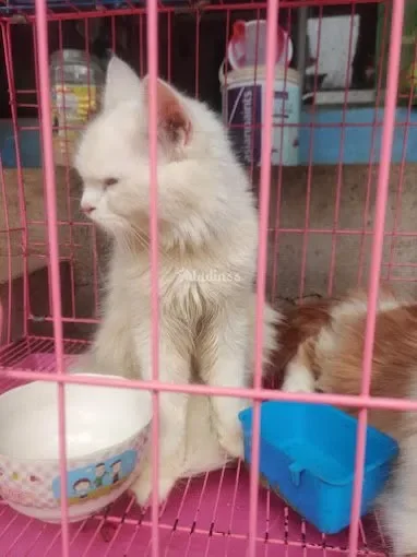 Image of: Leo Pets – Trusted Pet Store in Kandanvilai