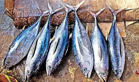 Image of: Fathima Beef Stall Melapalayam Tirunelveli Fresh Meat Fish 4
