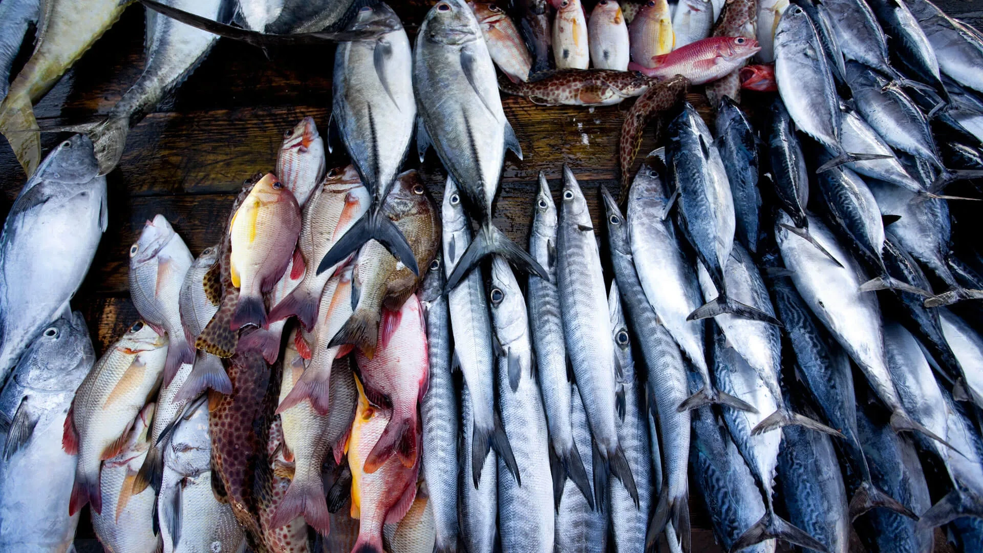 Image of: Fresh Fish Merchant Tirunelveli Tenkasi Tamil Nadu 4
