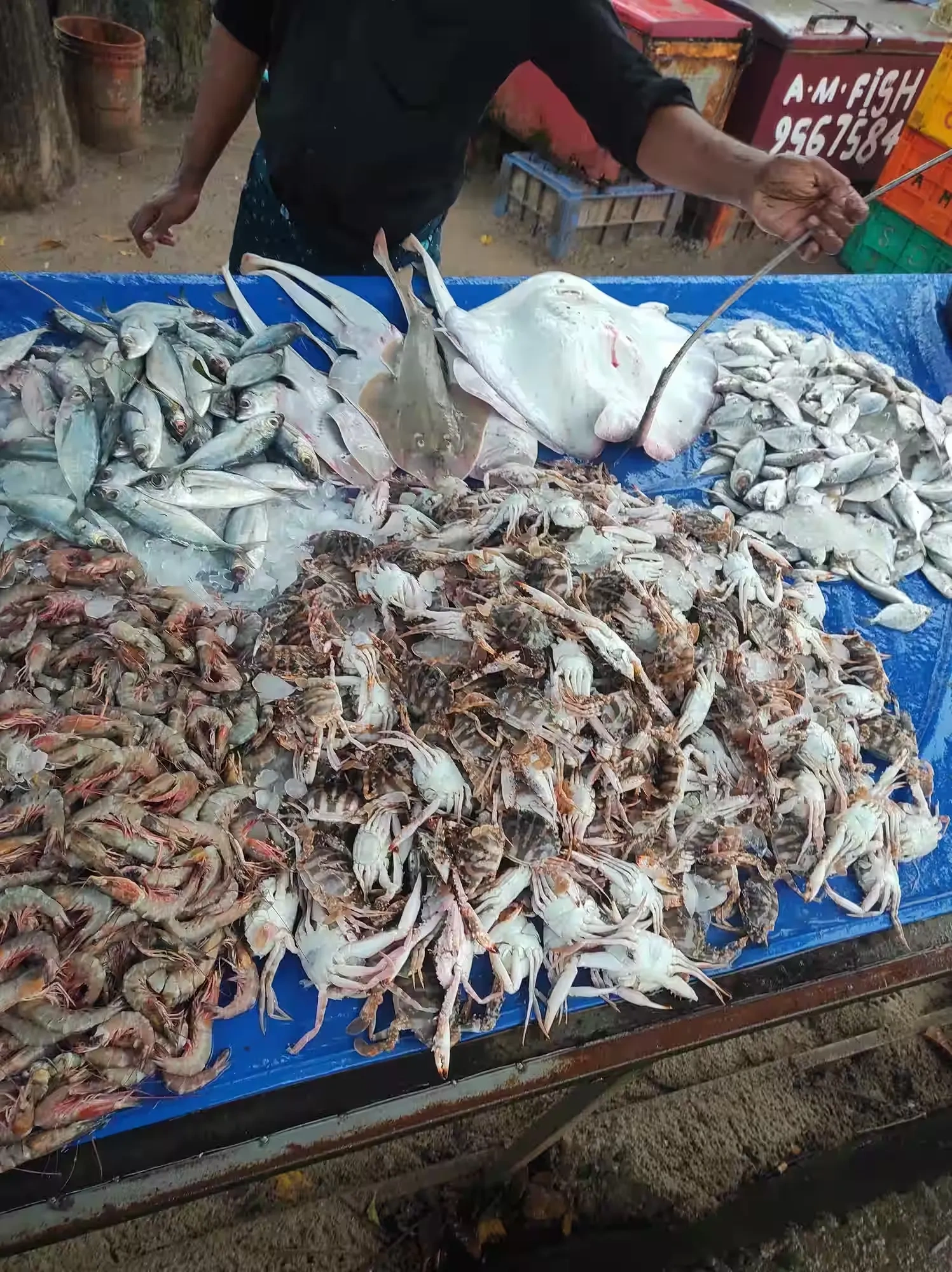 Image of: Fresh Fish Merchant Tirunelveli Tenkasi Tamil Nadu 5