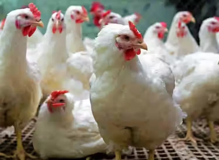Image of: Mk Chicken Stall Muppidathi Complex Pothigai Nagar Tirunelveli