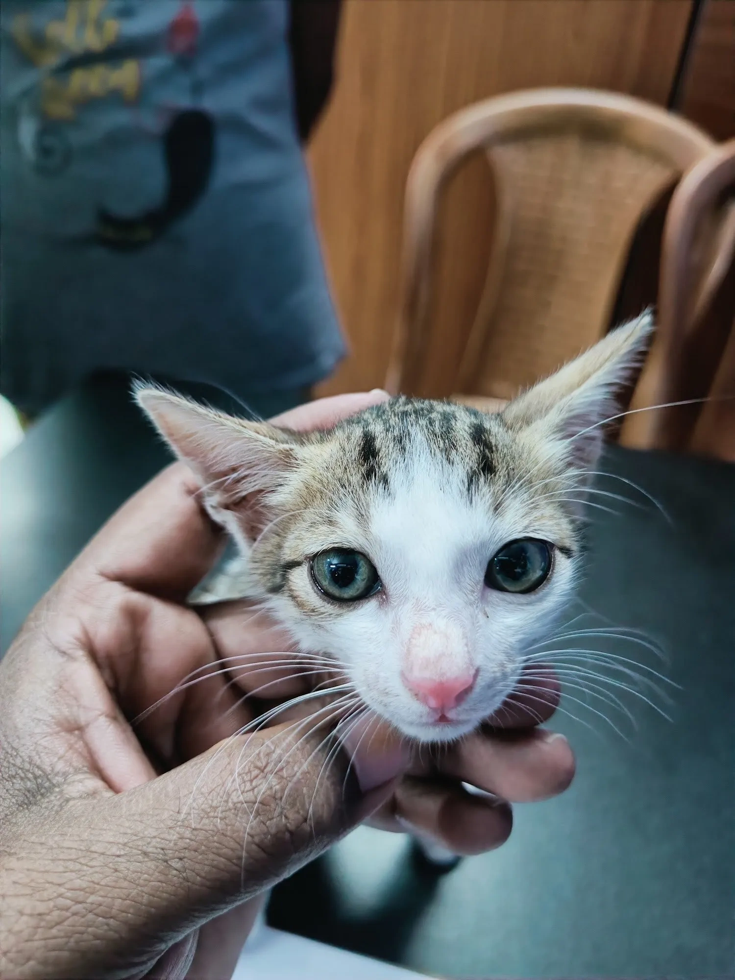Image of: Veterinary Doctor Mahalingam Eb Colony Valliyur