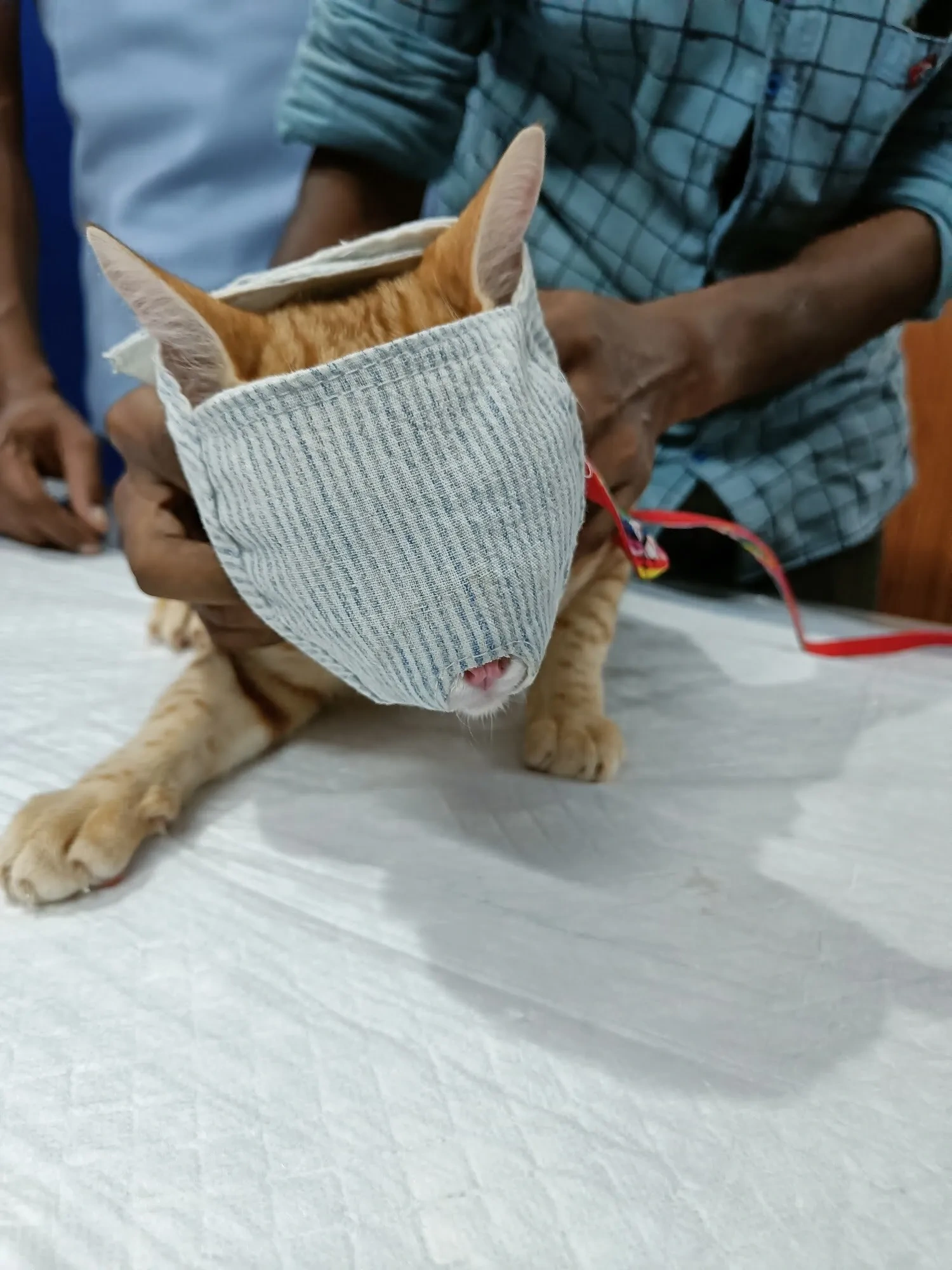 Image of: Veterinary Doctor Mahalingam Eb Colony Valliyur 3