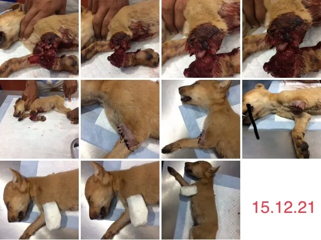 Image of: Veterinary Doctor Mahalingam Eb Colony Valliyur 4