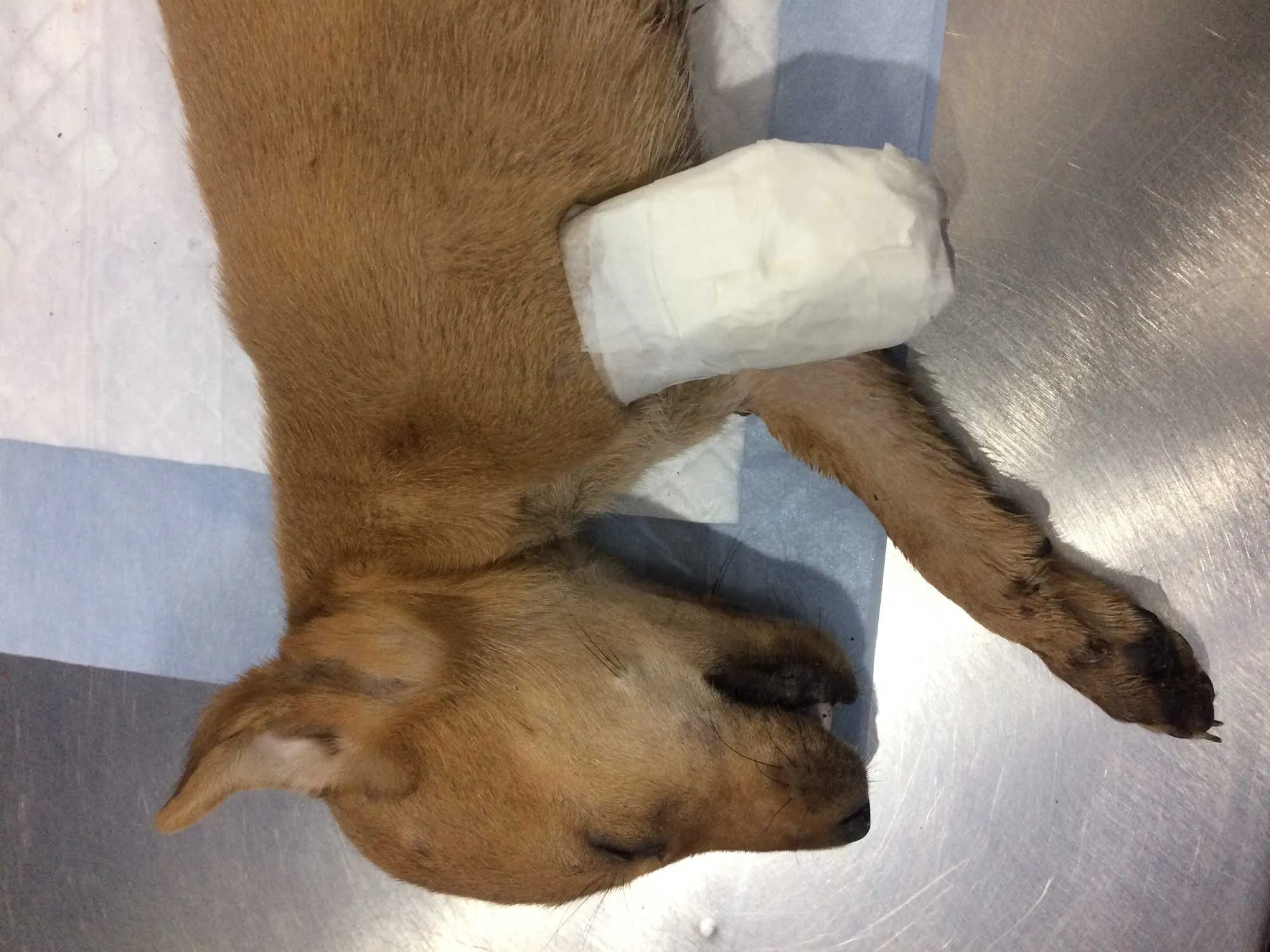 Image of: Veterinary Doctor Mahalingam Eb Colony Valliyur 6
