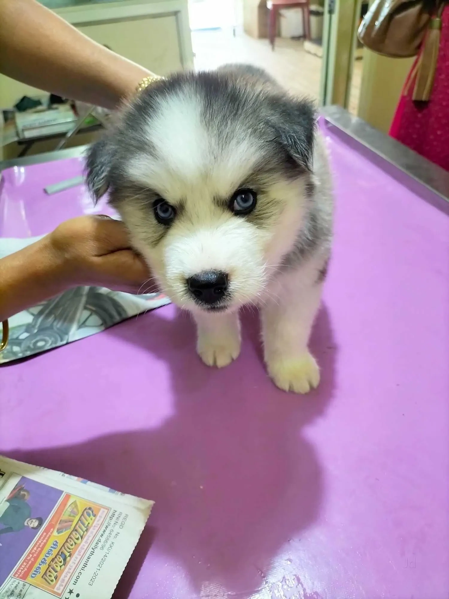 Image of: veterinary hospital Tennirkulam