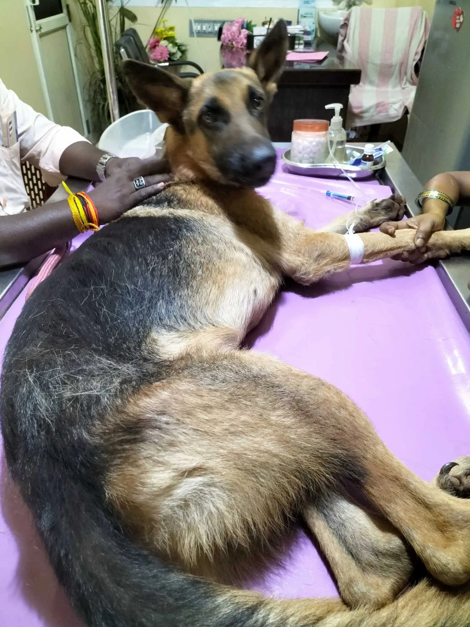 Image of: veterinary hospital Tennirkulam 4