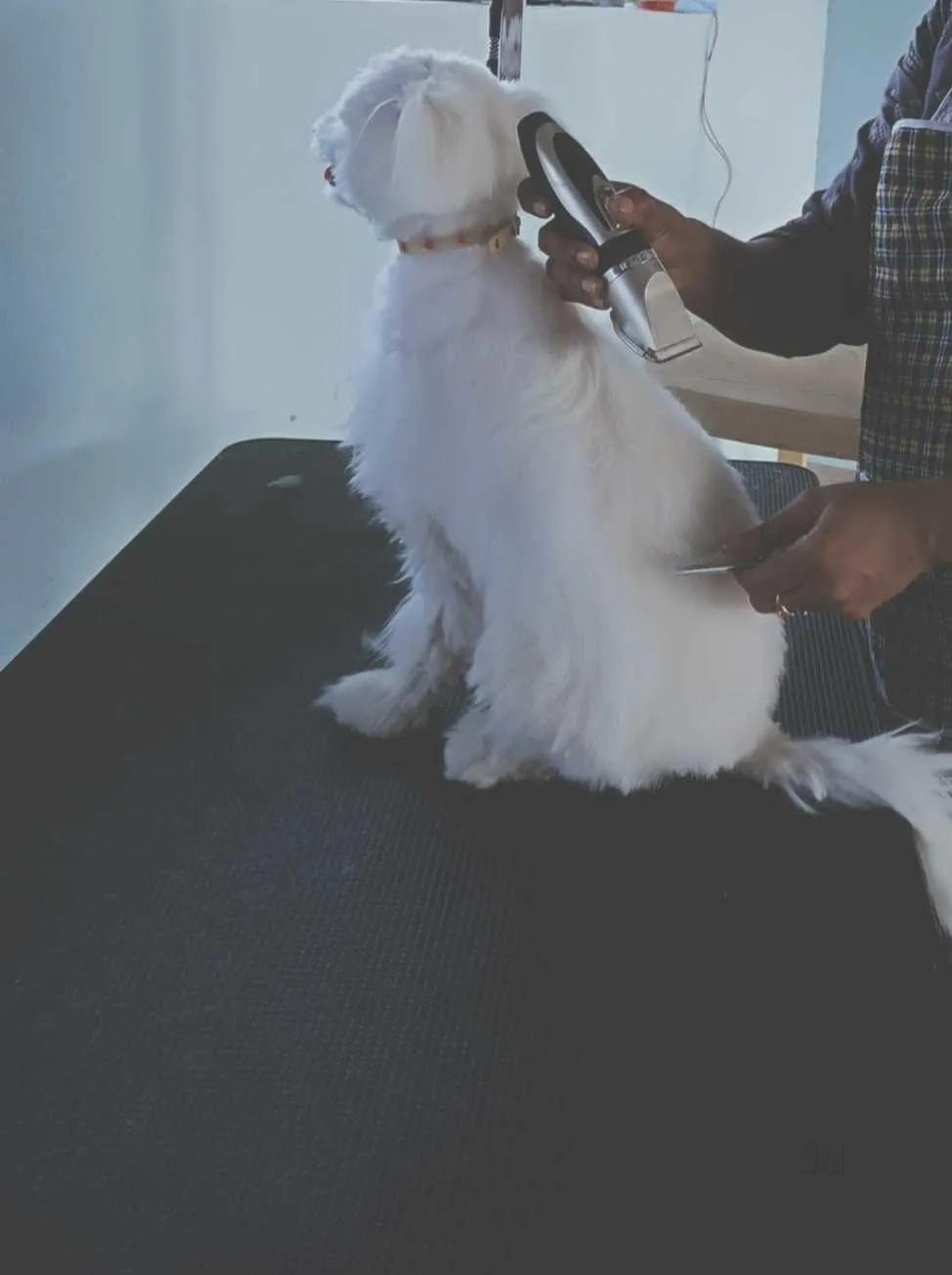 Image of: Veterinary Pharmacy  Annanagar  Alangulam 3