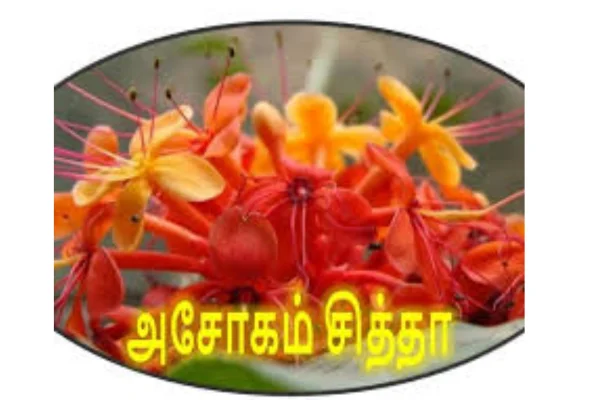 Image of: Asokam Siddha Care Tirunelveli Siddha Treatment