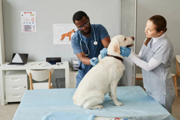 Image of: Veterinary Hospital Kallidaikurichi Tirunelveli