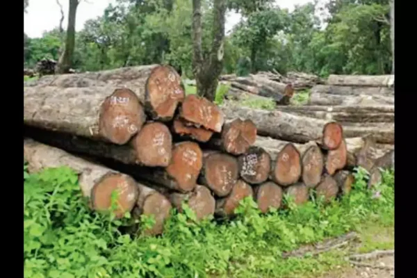 Image of: Ganesan Timber Depot and Furniture Asramam Tamil Nadu