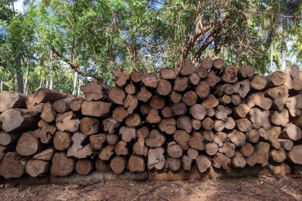 Image of: Johnson Timbers and Sawmill in Nagercoil