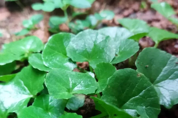 Image of: Gnanaguru Siddha Varma Vaidhyasaalai Kirathoor Kanyakumari