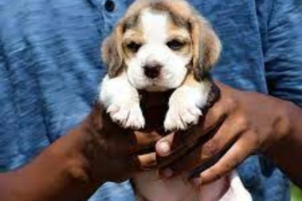 Image of: VR Aquarium in Marthandam Tamil Nadu