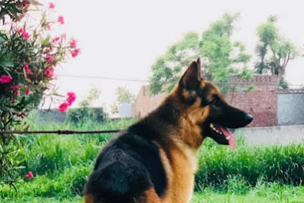 Image of: ATTOOR Pet Supplies Store in Thiruvattaru Attoor