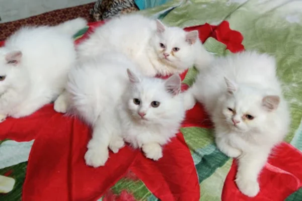 Image of: Krisel Pets World in Chettikulam Tamil Nadu