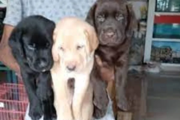 Image of: D2A Betta World Pet Store in Tovala Tamil Nadu