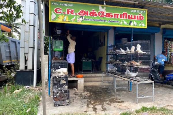 Image of: Magic Aqua Farm Pet Store in Kanniyakumari Tamil Nadu