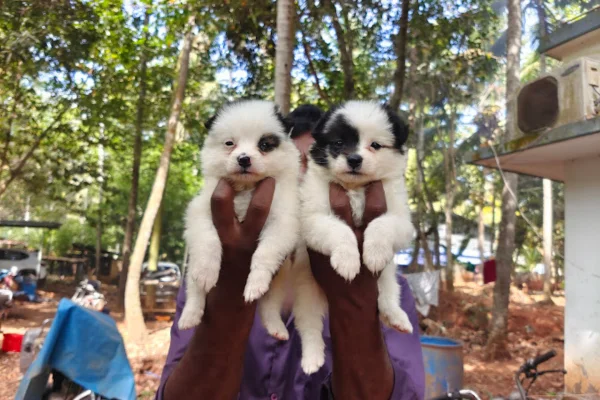 Image of: ARAH Traders Pet Supplies in Kottaram Tamil Nadu