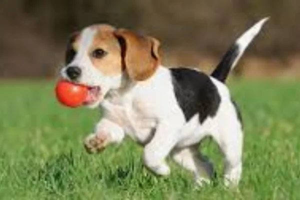 Image of: Romero Agencies Pet Supplies Store in Nagercoil Tamil Nadu