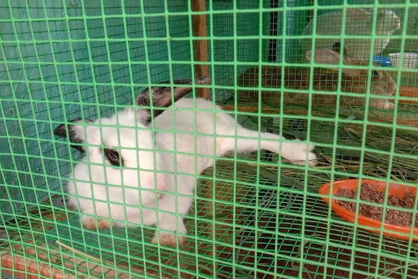 Image of: Star Pup Hub Pet Store in Urambu Kanyakumari