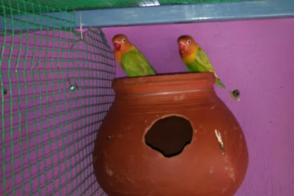 Image of: Safija Aquarium and Pets Home in Nadaikavu Tamil Nadu