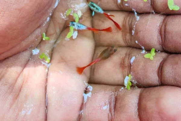 Image of: SG BIRDS Pet Store in KESAVAPURAM Thiruvaramput