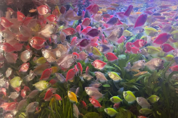 Image of: Aadhi Traders and Poultry Farms in Muttaicadu Tamil Nadu