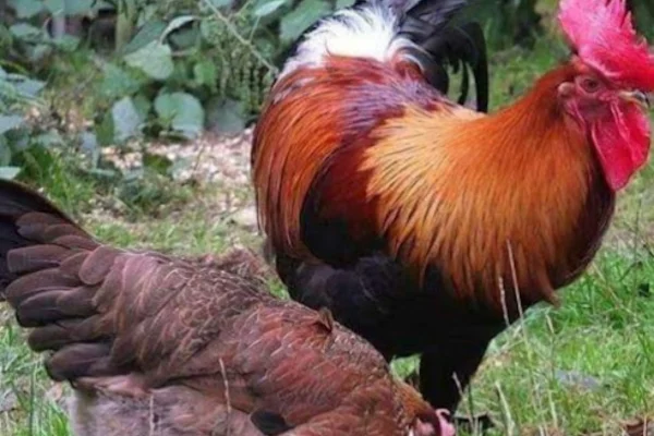 Image of: Kaliakkavilai Fish Market in Tamil Nadu