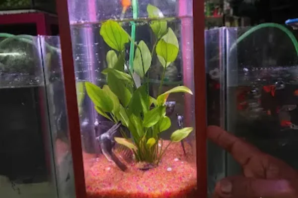 Image of: Christhu Rabbit Farm in Thovalai Nagercoil