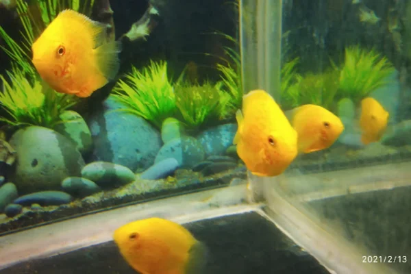 Image of: Sri Vasantham Coconut Shop in South Therivilai Tamil Nadu