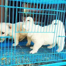 Image of: SL Aviary Pet Supplies in Nagercoi