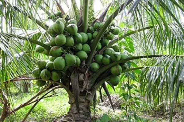 Image of: Kohila Coconut Home Goods Store in Kinnikannanvilai